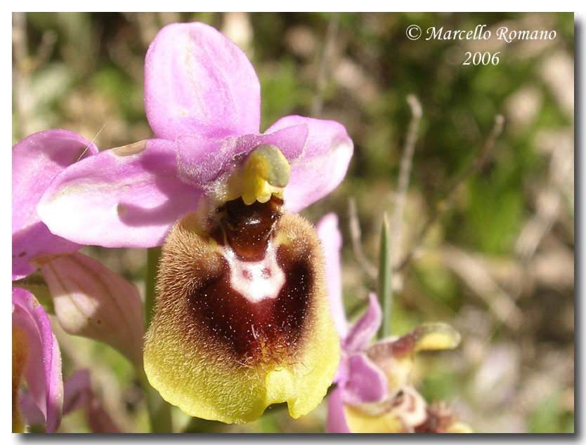 Ophrys tenthredinifera